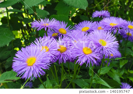 Purple fleabane daisies Erigeron speciosus with dense lavender-violet fringe petals and bright golden-yellow centers bloom vibrantly in a garden. Purple fleabane daisies Erigeron speciosus with dense lavender-violet fringe petals and bright golden-yellow centers bloom vibrantly in a garden. 140195747