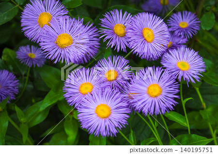 Bright purple daisy-like flowers with dense, needle-like petals and vibrant yellow centers bloom beautifully against a lush green leafy background. Bright purple daisy-like flowers with dense, needle-like petals and vibrant yellow centers bloom beautifully against a lush green leafy background. 140195751