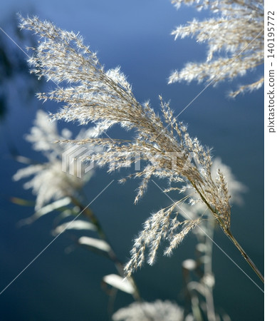 cane flowers on the river, blue sky cane flowers on the river, blue sky 140195772