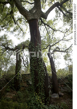 Cork trees forest in Espadan Castellon Spain, background 140195807
