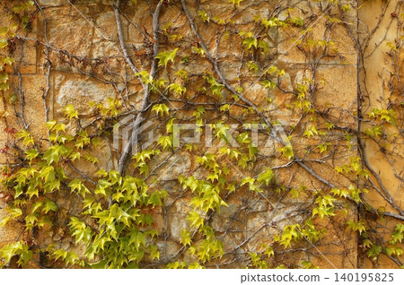 Autumn climbing plant wall texture background Autumn climbing plant wall texture background 140195825