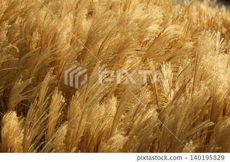 Golden spikes grass crop background pattern Golden spikes grass crop background pattern 140195829