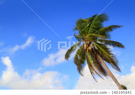 Coconut palm trees tropical typical background Coconut palm trees tropical typical background 140195841