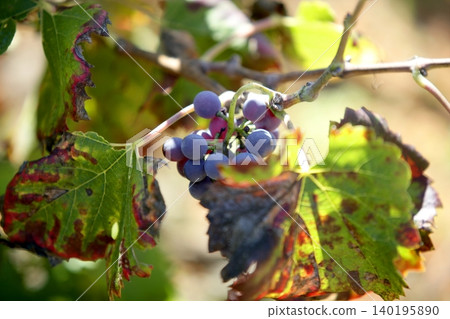 Vineyard, grape fields in mediterranean Spain 140195890