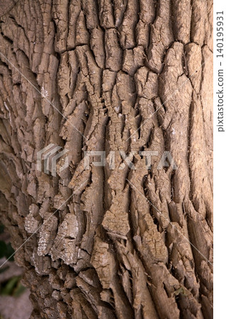 Brown tree trunk texture background Brown tree trunk texture background 140195931