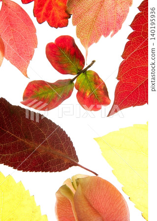 Autumn, fall leaves decorative still at studio Autumn, fall leaves decorative still at studio 140195936