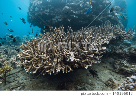 Underwater scene with living corals in blue deep ocean 140196013