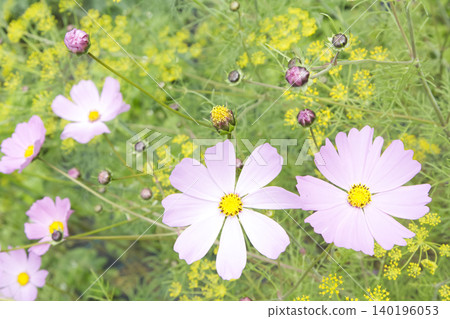 Pink Cosmos Flowers Blooming in Garden Closeup Pink Cosmos Flowers Blooming in Garden Closeup 140196053