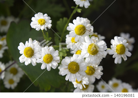 White Feverfew Camomile Flowers Blooming Closeup White Feverfew Camomile Flowers Blooming Closeup 140196081