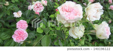 Close-up of a pink double-flowered rose. Close-up of a pink double-flowered rose. 140196122