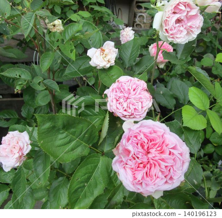 Close-up of a pink double-flowered rose. Close-up of a pink double-flowered rose. 140196123