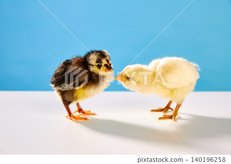chicks couple yellow and black on table with blue chicks couple yellow and black on table with blue 140196258