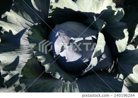 Agriculture in Spain, cabbage cultivation Agriculture in Spain, cabbage cultivation 140196284