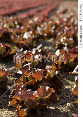 Red little baby lettuce, fields from spain Red little baby lettuce, fields from spain 140196290