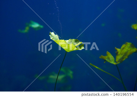 Cenote sinkhole waterplants in Riviera Maya Cenote sinkhole waterplants in Riviera Maya 140196554