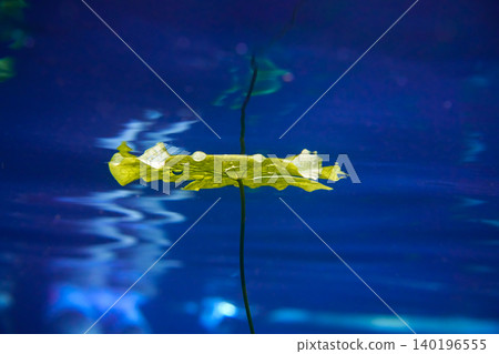 Cenote sinkhole waterplants in Riviera Maya Cenote sinkhole waterplants in Riviera Maya 140196555