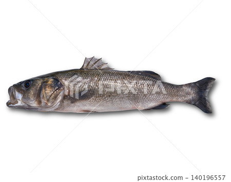Seabass robalo fish wild big size Seabass robalo fish wild big size 140196557
