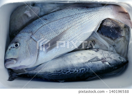 Denton, Mediterranean sparus fish, gilthead, snapper Denton, Mediterranean sparus fish, gilthead, snapper 140196588