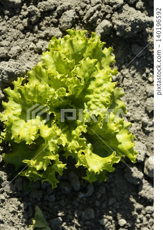 Green lettuce country in Spain Green lettuce country in Spain 140196592