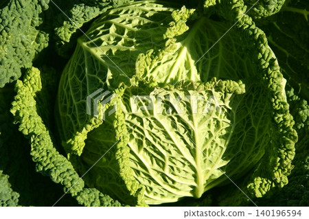 Green cabbage detail on a Spanish field Green cabbage detail on a Spanish field 140196594