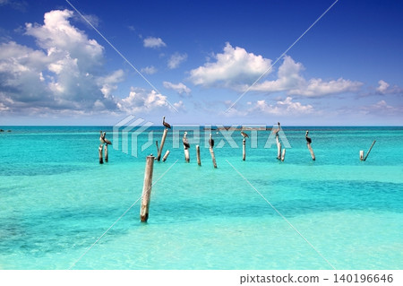 Caribbean pelican turquoise beach tropical sea Caribbean pelican turquoise beach tropical sea 140196646