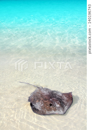 stingray Dasyatis americana in Caribbean beach 140196743