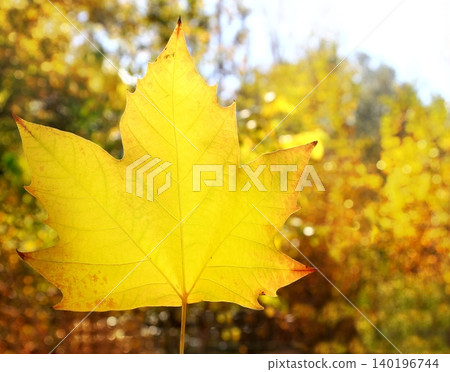 autumn yellow golden leaf macro closeup outdoor forest autumn yellow golden leaf macro closeup outdoor forest 140196744