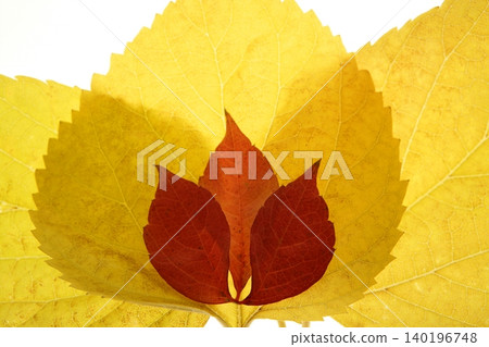 Autumn, fall leaves decorative still at studio white background Autumn, fall leaves decorative still at studio white background 140196748