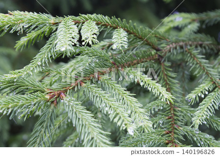Fir Tree Branches with Raindrops Closeup Fir Tree Branches with Raindrops Closeup 140196826