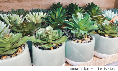 Row of small green Echeveria succulent plants in ceramic pots for modern home interior decor 140197180