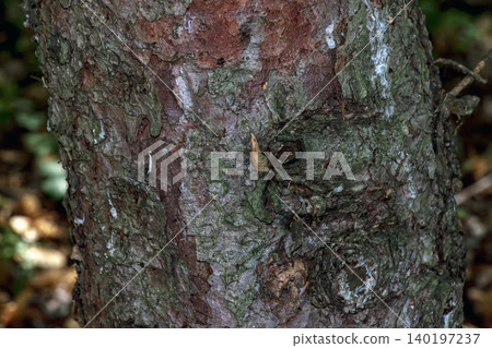 Detailed bark of Picea pungens with natural weathering patterns Detailed bark of Picea pungens with natural weathering patterns 140197237