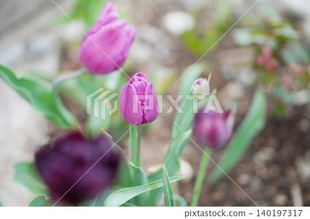 Wine red tulip Wine red tulip 140197317