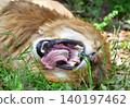 Yawn Lion 140197462