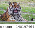 A tiger lying on the ground 140197464