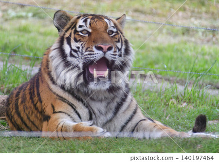 A tiger lying on the ground 140197464