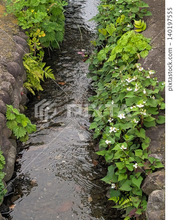 Houttuynia cordata blooming along a stream and a lush, waterside landscape / A material that expresses healing and the natural environment Houttuynia cordata blooming along a stream and a lush, waterside landscape / A material that expresses healing and the natural environment 140197555
