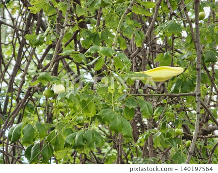 Developing flower bud of Ceiba speciosa among green foliage Developing flower bud of Ceiba speciosa among green foliage 140197564