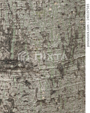 Thorn-covered bark texture of Ceiba speciosa bottle tree 140197565