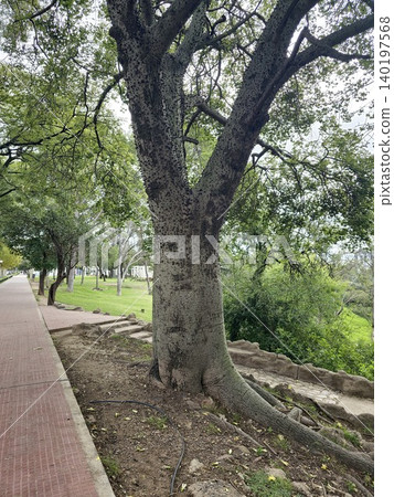 Large Ceiba speciosa specimen tree in urban green space 140197568