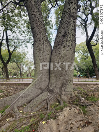 Cordoba, Argentina - April 11, 2026: Mature Ceiba speciosa tree known locally as palo borracho in a public park Cordoba, Argentina - April 11, 2026: Mature Ceiba speciosa tree known locally as palo borracho in a public park 140197571