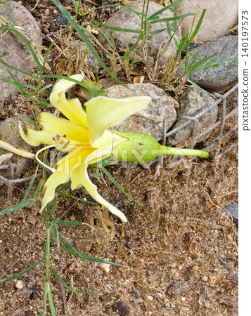 Close-up of pink Ceiba speciosa flower after falling from the tree 140197573