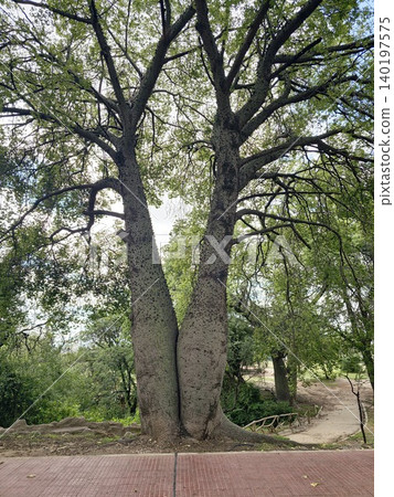 Mature Ceiba speciosa tree growing in a landscaped urban park Mature Ceiba speciosa tree growing in a landscaped urban park 140197575