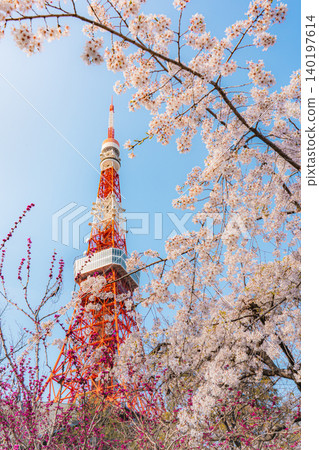 Sakura in Shiba Park and Tokyo Tower Sakura in Shiba Park and Tokyo Tower 140197614