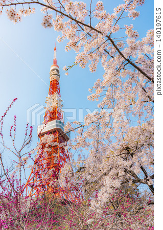 芝公園和東京鐵塔的櫻花 芝公園和東京鐵塔的櫻花 140197615