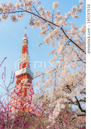 芝公園和東京鐵塔的櫻花 芝公園和東京鐵塔的櫻花 140197616