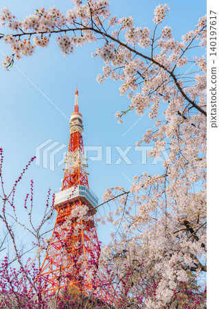 芝公園和東京鐵塔的櫻花 芝公園和東京鐵塔的櫻花 140197617