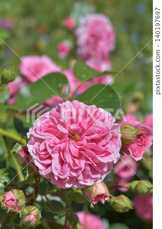 Beautiful roses blooming in Parc Monceau, Paris: A scene of flowers in early summer (May 26, 2026) Beautiful roses blooming in Parc Monceau, Paris: A scene of flowers in early summer (May 26, 2026) 140197697