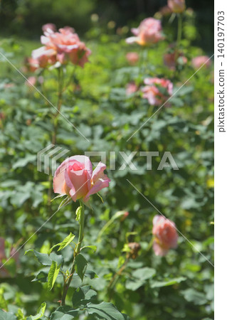 Beautiful roses blooming in Parc Monceau, Paris: A scene of flowers in early summer (May 26, 2026) Beautiful roses blooming in Parc Monceau, Paris: A scene of flowers in early summer (May 26, 2026) 140197703