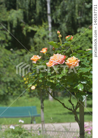 Beautiful roses blooming in Parc Monceau, Paris: A scene of flowers in early summer (May 26, 2026) Beautiful roses blooming in Parc Monceau, Paris: A scene of flowers in early summer (May 26, 2026) 140197711