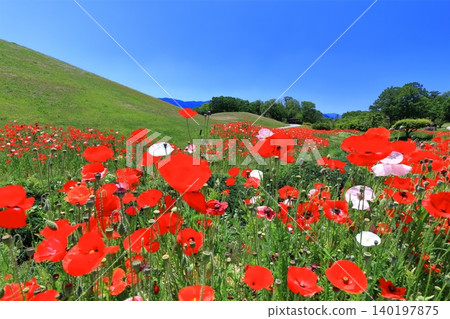 [Kagawa Prefecture] Springtime at Sanuki Mannou National Park (Shirley Poppies) 140197875